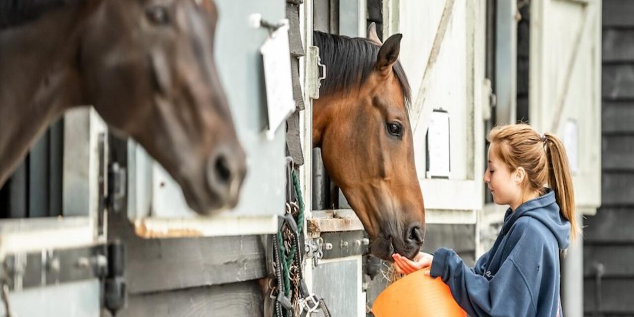 Does Your Horse Need Supplements In The Cold Weather?