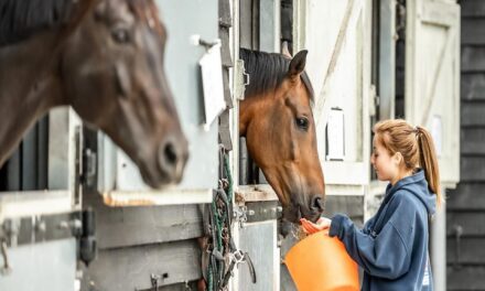 Does Your Horse Need Supplements In The Cold Weather?