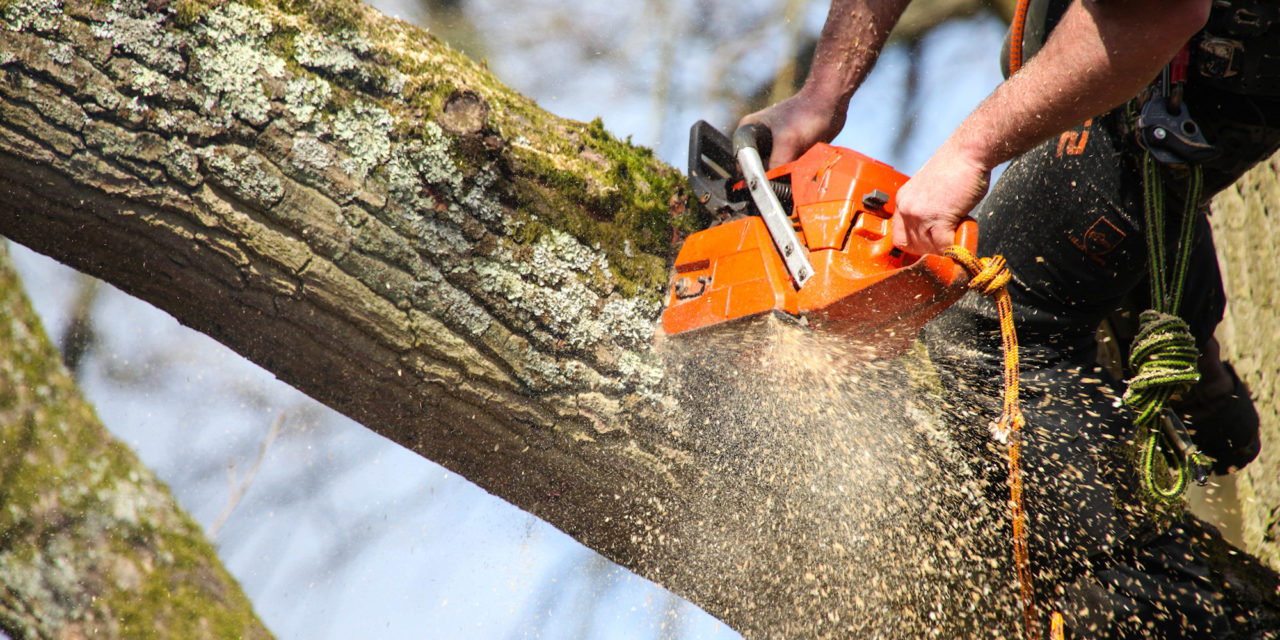Make You’re Garden Looks Great By Taking Services Of Tree Surgeon