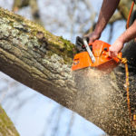 Make You’re Garden Looks Great By Taking Services Of Tree Surgeon