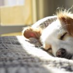 How Pets Are Safely Shipped From One Destination To Another?