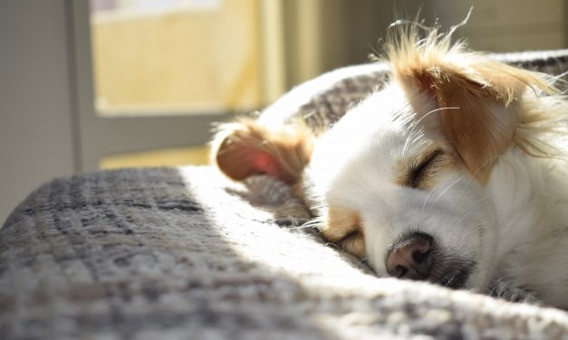 How Pets Are Safely Shipped From One Destination To Another?