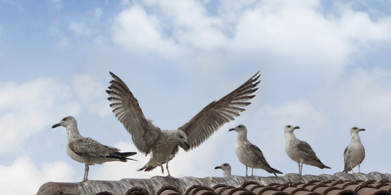Tips To Understand The Effective Method To Control Bird Nuisance