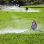 Simple Tips To Ensure Disease-Free Crops