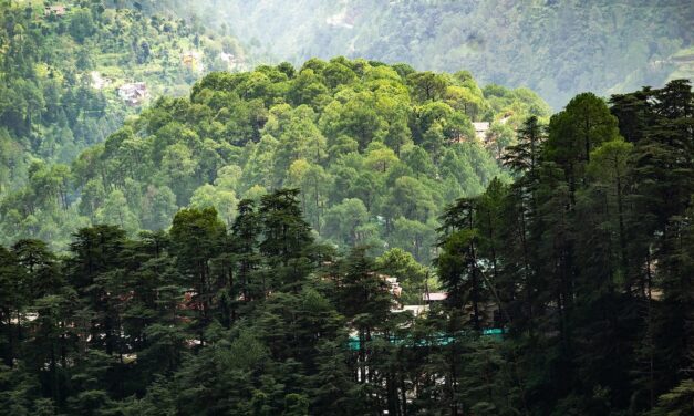 How to Enjoy a Peaceful Vacation in Shimla’s Most Scenic Cottages