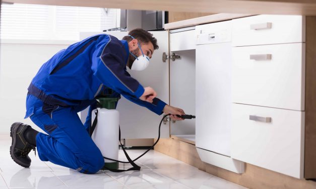 How To Get Rid Of Unwanted Pests Permanently?